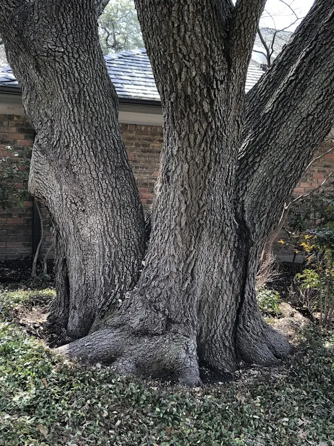 Mature heritage tree close to a Gaysville property cared for by certified arborists